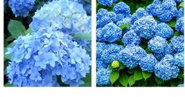 3&quot; Pot - Nikko Blue Mophead Bush - 6-10&quot; Tall Live Plant - Hydrangea macrophylla - £41.58 GBP