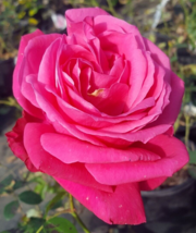 Miss All-American Beauty Pink Hybrid Tea Rose 1 Gal. Bush Plants Shrub Roses - £87.61 GBP