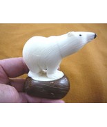 (TNE-BEAR-PO-286A) White Polar BEAR TAGUA NUT Figurine Vegetable bears - $789.95 MXN