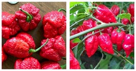 Lot Of 3 Apocalypse Scorpion Red Chili Super Hot Pepper Live Plants 2,000,000SHU - £36.33 GBP