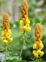 35 Candle Bush Cassia Alata Senna Candletree Shrub Yellow Orange Flower ... - $2.85