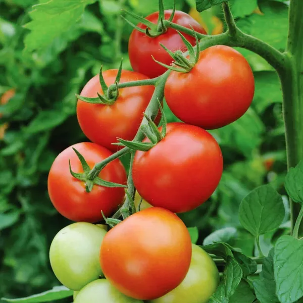 Fresh 30 Seeds Tomato Money Maker Open Pollinated Indeterminate - £7.07 GBP