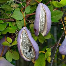 Chocolate Vine Akebia Quinata Purple Bouquet Organic Fruiting Climber Edible Exo - $10.58