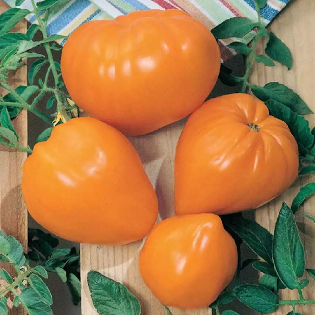 Orange Oxheart Tomato Vegetable Heirloom NON-GMO 50 Seeds Planting Usa - $9.50