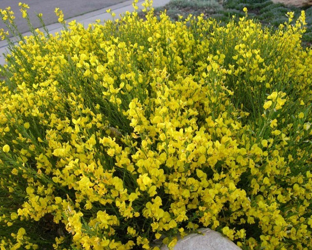 Cytisus Scoparius (Scotch Broom) 50 seeds