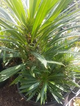 Madagascar Palm &quot;Pachypodium lamerei&quot; ( 3 gal. Pot) - £54.81 GBP
