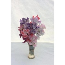 50+ Striped Mixture Sweet Pea Seeds | Fragrant Climbing Flowers - $16.50