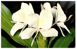 White Ginger Blossoms Hawaii Postcard - £5.49 GBP