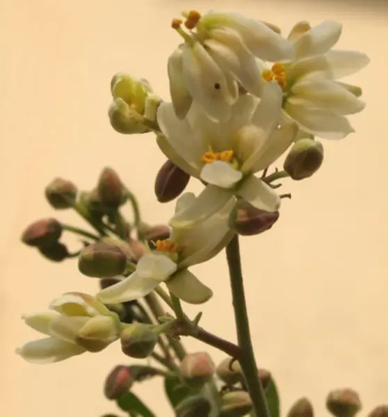 Top Seller 10 Flowering Drumstick Tree Moringa Oleifera Seeds Miracle Tr... - $14.60
