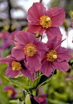 20 Pcs Hensol Violet Himalayan Poppy Seeds #MNHG - £12.97 GBP