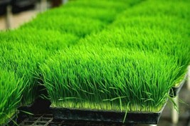 6400+ Seeds ORGANIC WHEAT GRASS Sprouting Juicing B,C,K,Folic Acid,Fiber - $24.50