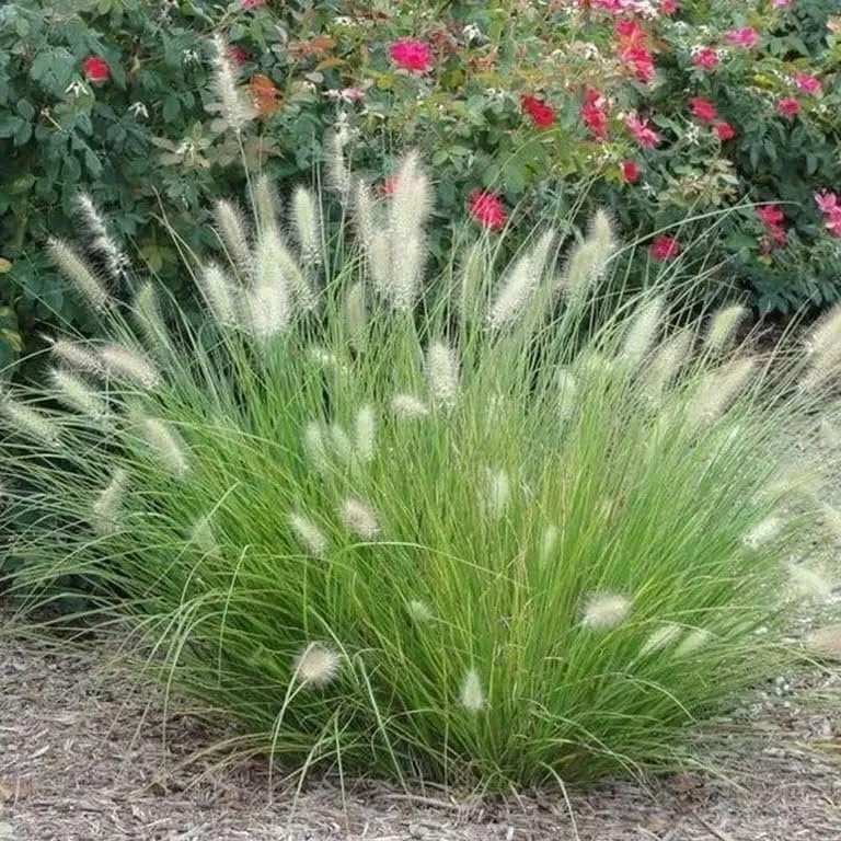 White Fountain Grass Extra Large 3 Gallon Plants Pennisetum alopecuroides - £73.79 GBP