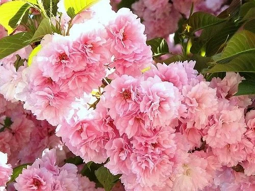 Kwanzan Flowering Cherry Tree 2.5" pot image 3
