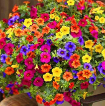 SL +200Pcs Hanging Petunia Mixed Flores Color Waves Beautiful Flowers For Garden - £5.49 GBP