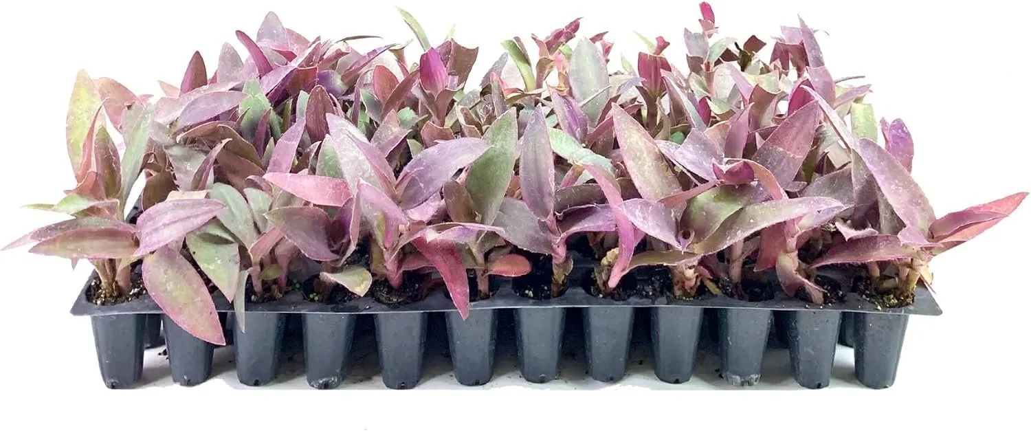 Purple Queen Tradescantia Setcresea Live Plants Spiderwort Lush Magenta - £32.08 GBP