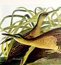 King Rail Bird 1950 Lithograph Art Print Audubon Nature First Edition DW... - £22.59 GBP