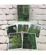 Coast Redwoods Opened Set Of 5 Scenic Blank Note Cards With Envelopes - £11.67 GBP