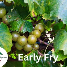 2 Early Fry Muscadine Grape Vine 2 Bare Root Live Plants 2 Year Old Bare... - £70.20 GBP