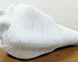 Decorative Crate and Barrel Large White Ceramic Ribbed Conch Shell - £85.35 GBP