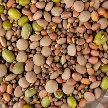 200 Organic Black Lentil Seeds Non Gmo Great For Growing Sprouts Fresh G... - £9.11 GBP
