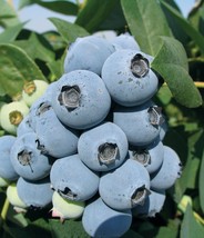 Jewel Blueberry 4 to 6 inch Live Starter Plant &quot;Vaccinium Corymbosum&quot; - £14.54 GBP