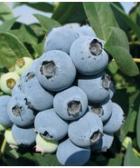 Jewel Blueberry 4 to 6 inch Live Starter Plant &quot;Vaccinium Corymbosum&quot; - £14.54 GBP
