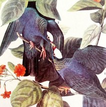 White Crowned Pigeon Bird 1946 Color Art Print John James Audubon Nature... - $39.99