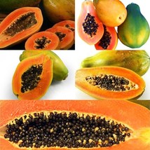 LimaJa Papaya Seeds 10 Authentic Proven Sweet, Healthy, Carica Papaya - £4.79 GBP