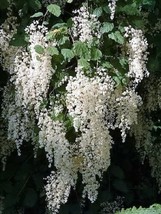 THJAR 100 White Ocean Spray Shrub Creambush Mountain Spray Holodiscus Flower See - $4.99