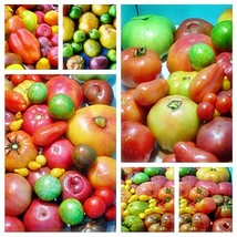 Super Surprise Mix Tomato Fresh Seeds Like A Box Of Chocolates USA Fast Shipping - $18.26