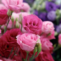 Eustoma Grandiflorum Water Pink Double Flowers Hybrid 100 PCS Seeds - £9.26 GBP