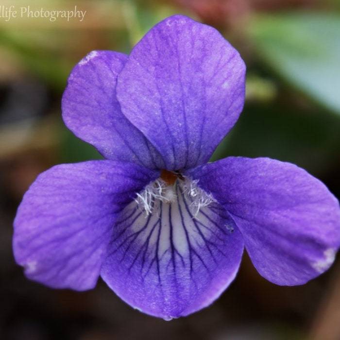 Viola Pedatifida Seed Fresh Fast Shipping - $11.18