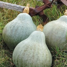 Squash Winter Blue Hubbard Open Pollinated Heirloom 10 Seeds - £1.52 GBP