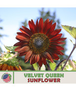 AD 100 Velvet Queen Sunflower Seeds Annual Bird &amp; Butterfly Home Garden - $247.37 MXN