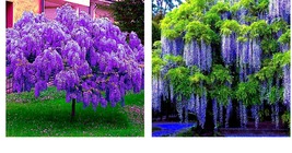 Chinese Blue Wisteria sinensis Tree 5 Seeds Fast Climber Flower Vine Hardy Plant - £16.77 GBP