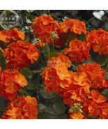 New Fresh New Geranium Maverick Orange Perennial Flower 10 Seeds - $222.15 MXN