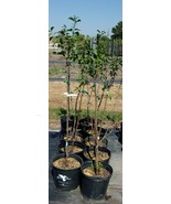 GREEN GAGE EUROPEAN PLUM 4-6 FT Fruit Tree Plant Trees Sweet Plums Garden Plants - $96.95