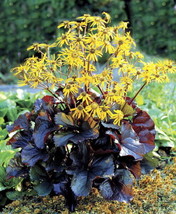 Midnight Lady Rocket 20 Seeds Ligularia Fresh Garden USA Shipping - £15.26 GBP