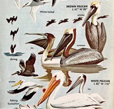 Pelicans Tropicbirds Varieties And Types 1966 Color Bird Art Print Natur... - $19.99