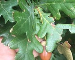Img 2595 quercus fastigiata colomnar oak lowes jersey city thumb155 crop