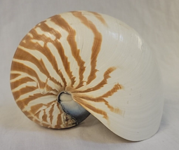 Natural Chambered Nautilus Tiger Striped Sea Shell 6” - £26.81 GBP