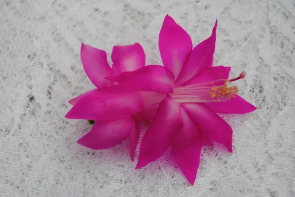 Christmas Cactus Starter Plant Fortune Queen Schlumbergera Truncata Fresh Garden - £20.91 GBP