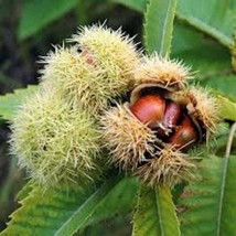 3 Dunstan Chestnut Tree 12-24In Tall Castanea Dentata X Castanea Molliss... - $52.80