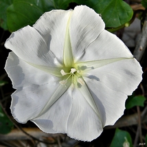 Moonflower (Ipomoea Alba) - 25 Seeds - $7.50