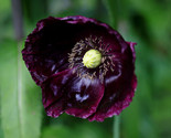 Sale 250 Seeds Organic After Midnight Poppy Darkest Purple Near Black Pa... - £7.75 GBP