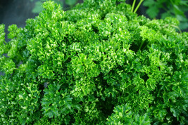 Sale 1500 Seeds Triple Curled Parsley Petroselinum Hortensis Herb Vegetable  USA - £8.14 GBP