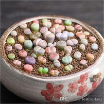RARE Lithops MIX succulent cactus EXOTIC living stones desert rock seed ... - $4.70