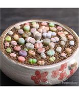 RARE Lithops MIX succulent cactus EXOTIC living stones desert rock seed ... - $6.58 CAD