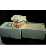 Vintage 1950s dentist denioform - jaw and teeth - dentist cabinet gift -... - £169.00 GBP