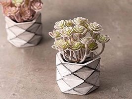 LaModaHome Succulent Ball Cement Vase Artificial Flower Boho Rare Design Decorat - £34.27 GBP